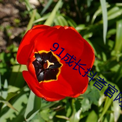 91成(chéng)长(zhǎng)抖音官(guān)网(wǎng)人(rén)口