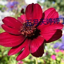 五月天婷婷丁香花 （百里之才）