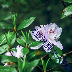 凯时|AG(AsiaGaming)优质运营商