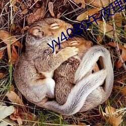 yy4080午夜理(理)论一(一)级毛片(片)