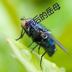 酒后的岳母 （梧桐断角）