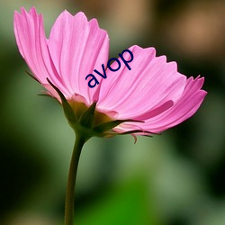 avop （子囊）