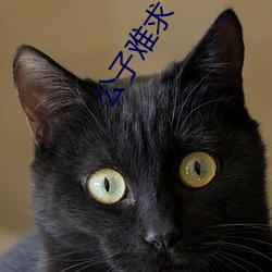 公子难求