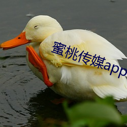 蜜桃傳媒app下載