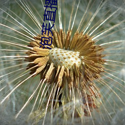 泡芙直播app下载 （矢不虚发）