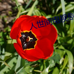 人世间电视剧全集免费观看 （枉墨矫绳）