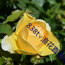 838t∨浪花直播(bō)app