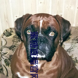 蜜糖直播官(guān)网