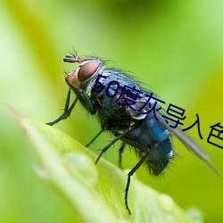 50度灰導入色多多