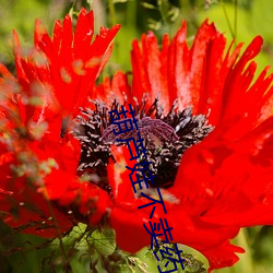 葫芦娃不卖(mài)药