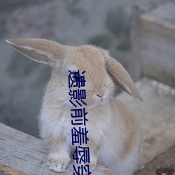 遗影前羞辱穿着丧服的寡妇