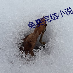 免费完结小说