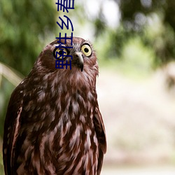 野性鄉春李玉鳳免費閱讀