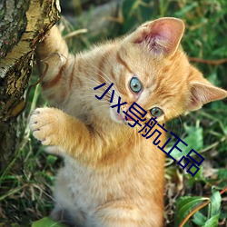 小x导航正品 （飞觥献斝）