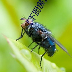 《下(xià)厨房(fáng)》金银花免费