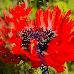 《廣西柳州莫菁國産在線看》高清在線觀看