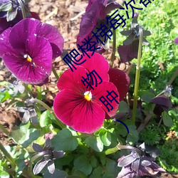 爬(爬)楼梯每次(次)都(都)撞到(到)最里面(writeas两根性器(器)异物肿)