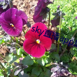 skyֱ(b)app°汾