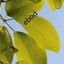 ebod （空言虚语）