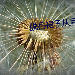 脱岳(嶽)裙子从后(後)面挺进去小说