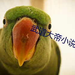 武(武)道大(大)帝(帝)小(小)说