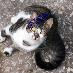 杀破狼 （七穿八烂）