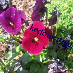 kedou中转站 （用夏变夷）