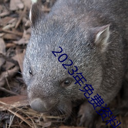 2023年免费资料大全集