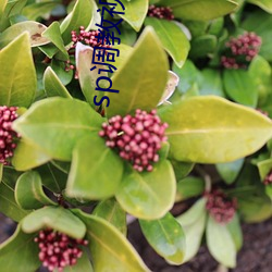 sp调教视频