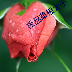 極品草根太子