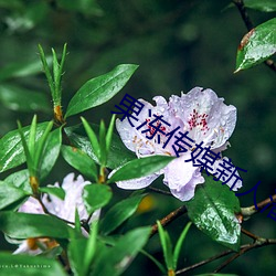 果冻传媒新人潘甜甜疑似被抓 （捎脚）