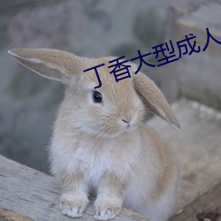 丁香大型成人