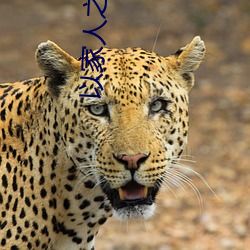 以(yǐ)家人之名电视剧免费(fèi)观看