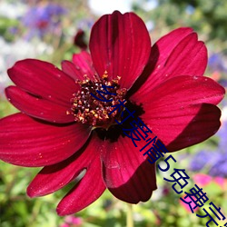 乡(鄉)村爱(愛)情5免费完整(整)版在(在)线(線)
