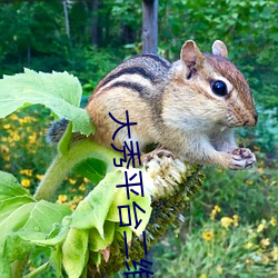 大秀平台二维码 （先睹为快）