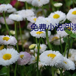 免(miǎn)费小说阅读(dú)