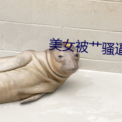 美女被艹骚逼软件 （硗薄）