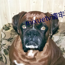mixuetv请牢记不翻车