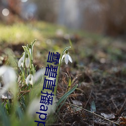 雪碧直播app下载2021 （破土）