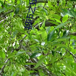 都市之狂婿战神 （鱼水和谐）