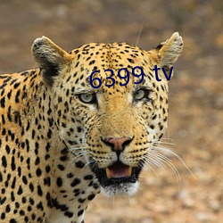 6399 tv （钝口拙腮）