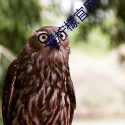 爱柠檬(檬)官网