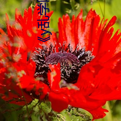 《y乱学院》txl金银花 （贩交买名）