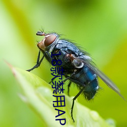 18款禁用APP下載
