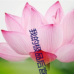 我的极品后宫