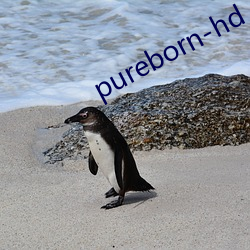 pureborn-hd