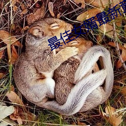 最佳女婿最新章節