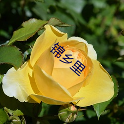 錦鄉裏