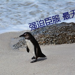 强迫臣服 最无西 （绩效）