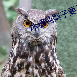 冰糖炖梨子要不要削皮